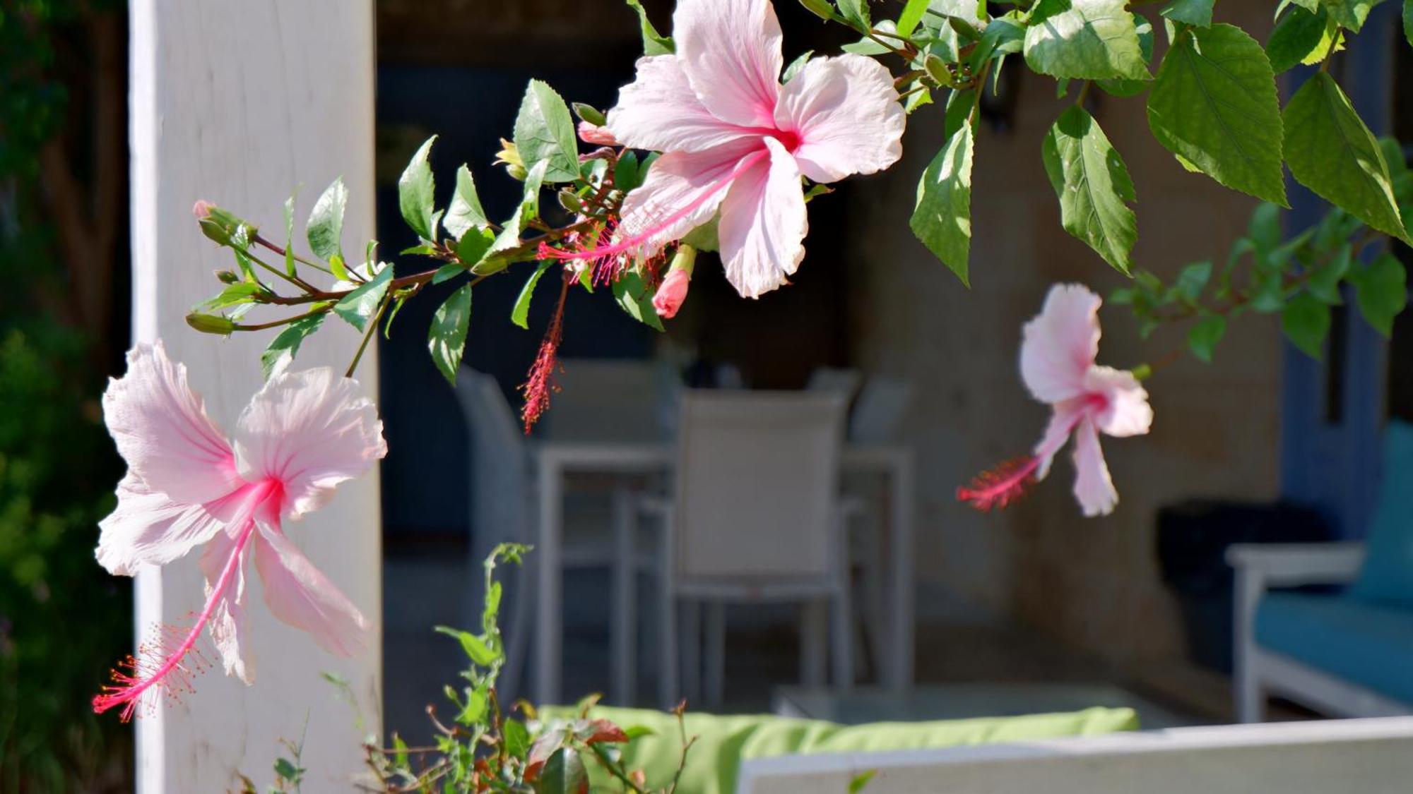 Village Knights Accommodation Zebbug  Exterior photo